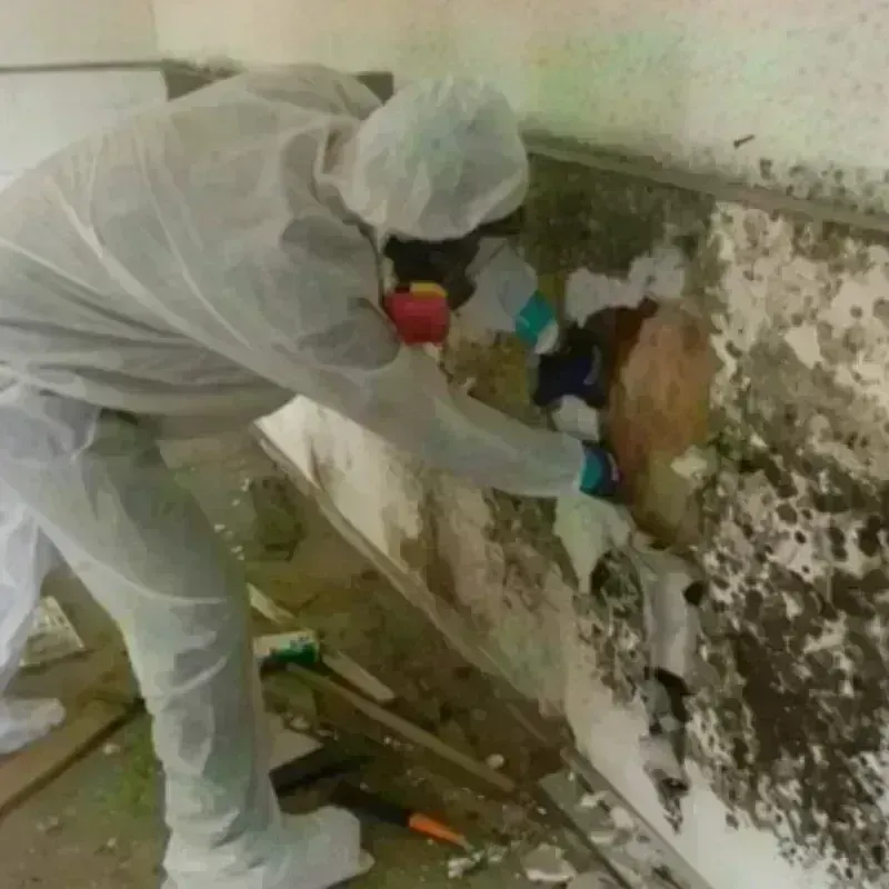 Mold Remediation and Removal in Randolph, NY